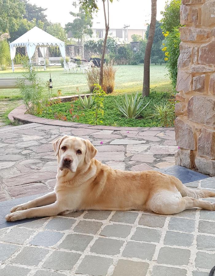 A Dog'S Story, Jaipur Acomodação com café da manhã Exterior foto