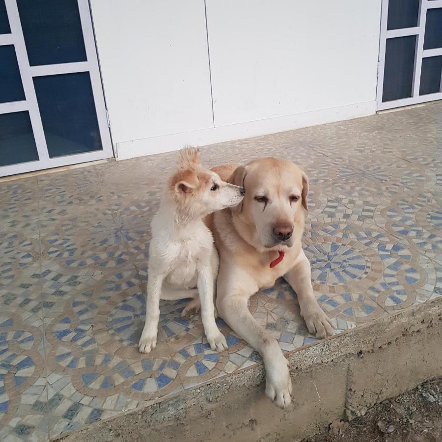 A Dog'S Story, Jaipur Acomodação com café da manhã Exterior foto