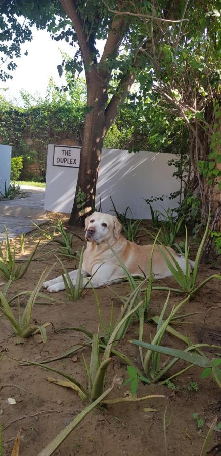 A Dog'S Story, Jaipur Acomodação com café da manhã Exterior foto